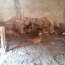 바람골농장 이미지