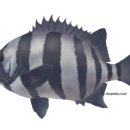 제주해풍횟집 이미지