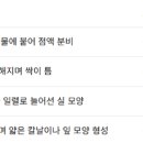 김 생활사 과정의 세포학적 변화 이미지