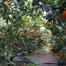 효성농장 이미지