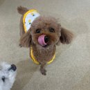 송정유치원 | 경기광주 애견유치원 놀러오개 송정점