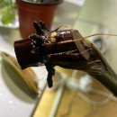 참농비료 | 참농비료 발근제 후기🫚 feat. 파라이소베르디 샤로니에 무늬히메