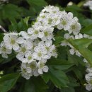 더 메이(The May)