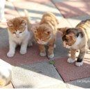 고양이 하루 이미지