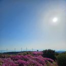 한우산 | 의령 한우산 철쭉 개화 현황! 봄꽃 가득한 한우산 산행 후기🌸