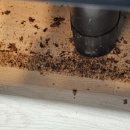 휴안 도시형생활주택 | 도시형 생활주택 바퀴벌레 퇴치 인천 해충방역업체 후기