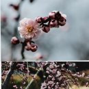 칠전농장 이미지