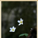 바람꽃