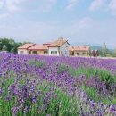 라벤더 이미지