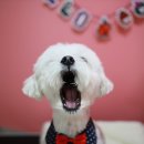 견사무소 호텔 유치원 이미지