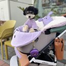 헤이도그 이미지