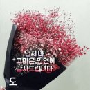 산조인의 효능 이미지