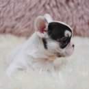 신짱켄넬 이미지