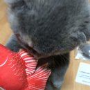 냥이파파 이미지