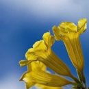 행운결혼 이미지