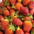 사나물농장 이미지