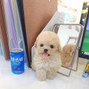 꽃강아지 이미지