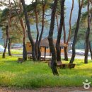 목계솔밭 경북 청송군 푸르른 소나무 군락지가 만들어내는 멋진 풍광 이미지
