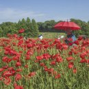 공항농장 이미지