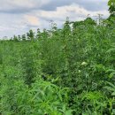 금일농장 이미지