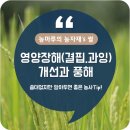 화영반점 | [벼- 토양·시비·영양] 영양장해(결핍, 과잉) 개선과 풍해(태풍 피해)