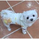 곁에 있을개 이미지