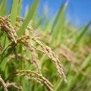 농협양곡(주)무안통합미곡종합처리장 이미지