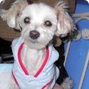 말티네 집 이미지