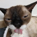 이자매펫미용원 이미지