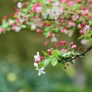 사과꽃 피는 저녁 이미지