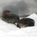 연서 동물병원 이미지