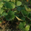 연봉초등학교 이미지