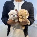 실버케어 코리아 | 부산말티푸분양후기 말티푸견사 말티푸켄넬 미니말티푸분양 전문