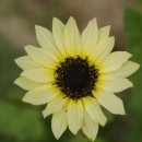 사파동270 이미지