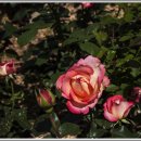 오월의여왕 이미지