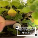 허브바이오 | 식물 영양제 추천 ! 시든 장미허브살리기 초보식집사 필수템 바이오코인 후기