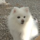 몬테비얀코 이미지