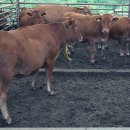 우공농장 이미지