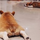 다독다독애견카페 이미지