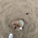 몽아미PC | 강아지 의류/애견의류 내돈내산 후기