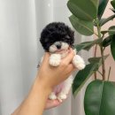 원당애견미용 | 고양 일산동구 식사동 몽냥몽냥 강아지분양 일산점 위치 가격 후기