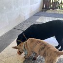 퍼피야미 | [여행 기록: 발리] 4박 5일 (6)