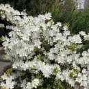 2025년 5월의 둘째 목요일에~~ 이미지