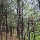 917회 토요걷기(8/23) 성남누비길 1구간 (단축도보)/남한산성행궁 관람 이미지