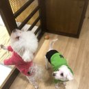 서른살나의펫2 이미지