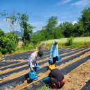 6.15 농장 이미지