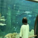 카페로움 미아뉴타운점 | 베트남 푸꾸옥 여행 가볼만한 곳 / 빈원더스 사파리 선셋타운 그랜드월드 혼똔섬 식당 카페 추천