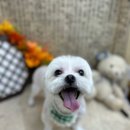 수멍발소 이미지