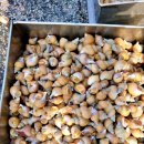 대게왕국 이미지