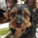 우리집 멍뭉 이미지